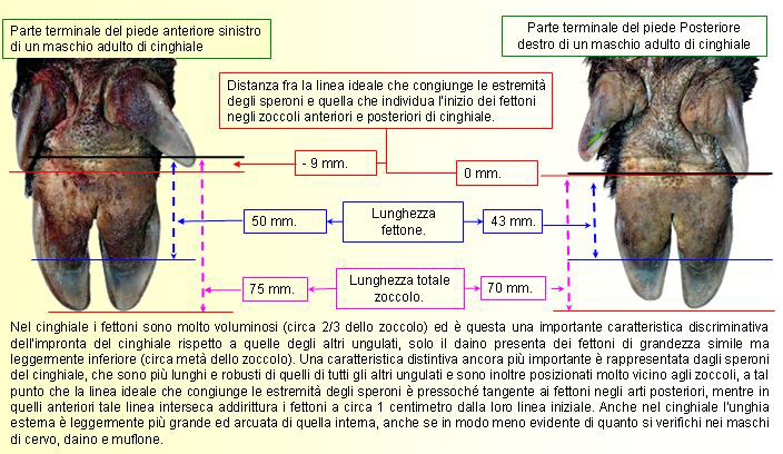 impronte di cinghiale e daino ???